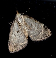 Microdes diplodonta