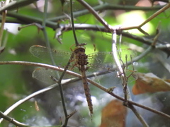 Neurocordulia molesta