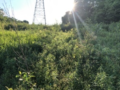Carex caroliniana