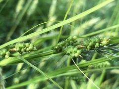 Carex caroliniana