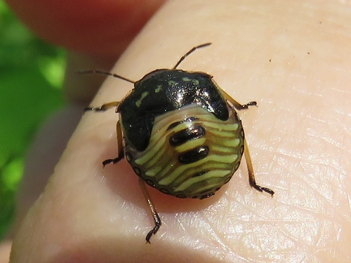 Brown Stink Bug