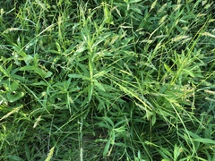 Carex caroliniana