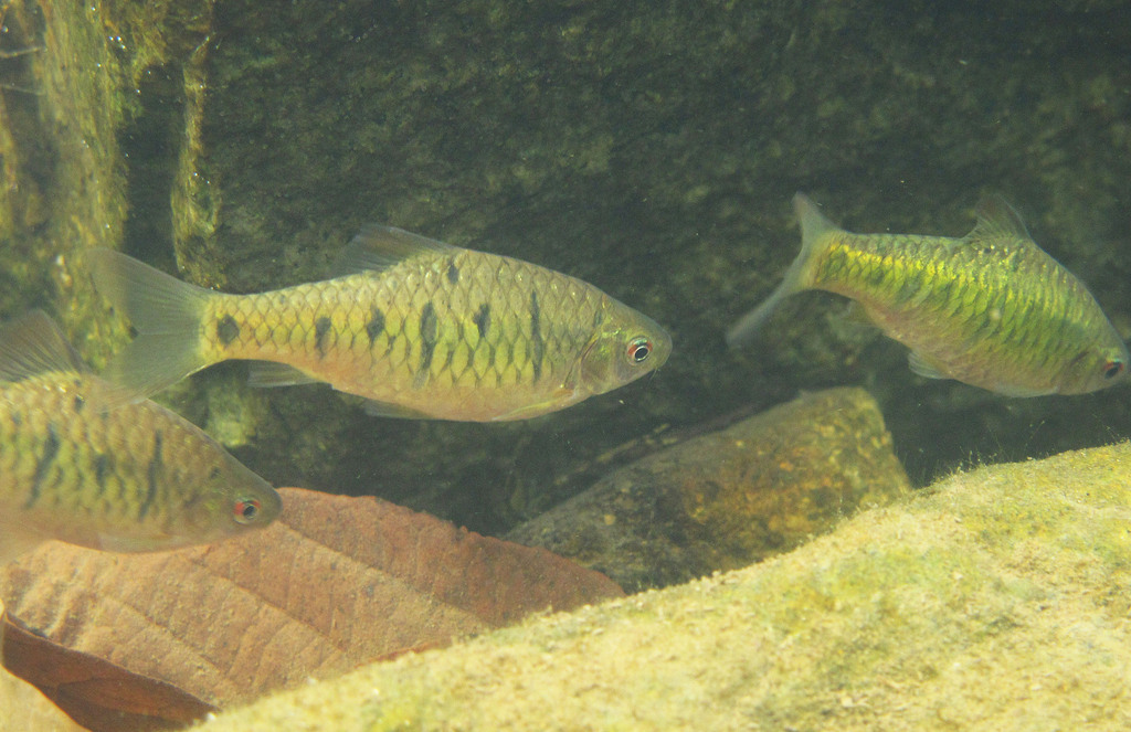 Barbus vert de Chine (Barbus doré) (Barbodes semifasciolatus)
