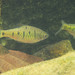 Chinese Barb - Photo (c) H.T.Cheng, some rights reserved (CC BY-NC), uploaded by H.T.Cheng