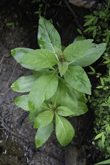Hygrophila