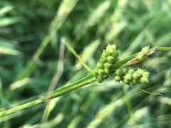 Carex caroliniana
