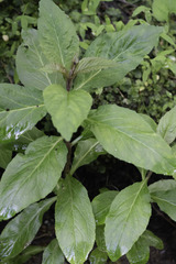 Hygrophila