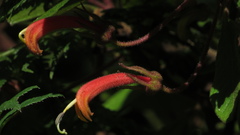 Centropogon asclepiadeus