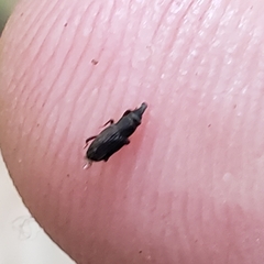 Dryophthorus americanus