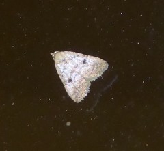 Tolpiodes oligolasia