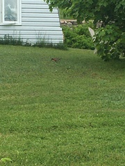 Turdus migratorius image
