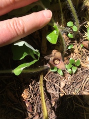 Asarum hartwegii