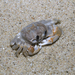 Ghost Crabs - Photo (c) Ria Tan, some rights reserved (CC BY-NC-ND)