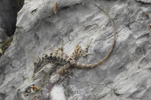 Dunn's Anole