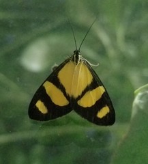 Phaeochlaena solilucis