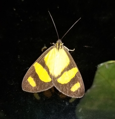 Phaeochlaena solilucis