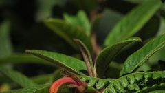 Centropogon asclepiadeus