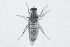 Pandivirilia albifrons