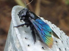 Xylocopa nasalis