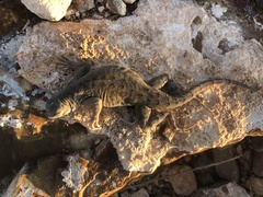 Cophosaurus texanus scitulus