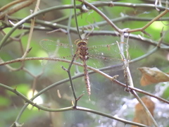 Neurocordulia molesta