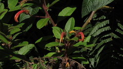 Centropogon asclepiadeus