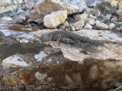 Cophosaurus texanus scitulus