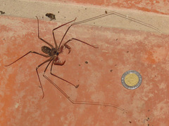 Acanthophrynus coronatus