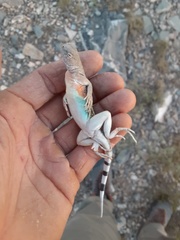 Cophosaurus texanus scitulus