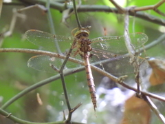 Neurocordulia molesta