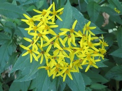 Senecio nemorensis