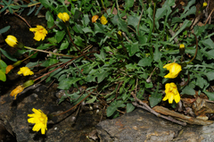 Hypochaeris robertia