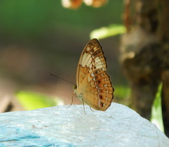 Cupha