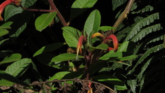 Centropogon asclepiadeus