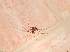 Acanthophrynus coronatus