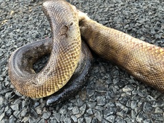 Aspidites melanocephalus