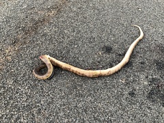 Aspidites melanocephalus