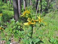 Verbesina helianthoides