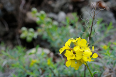 Alyssoides utriculata