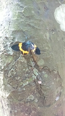 Milionia zonea pryeri