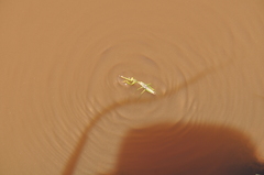 Tarachomantis