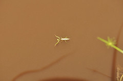 Tarachomantis