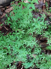 Galium obtusum