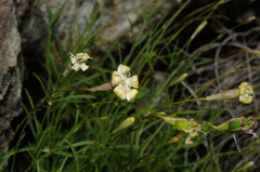 Silene saxifraga