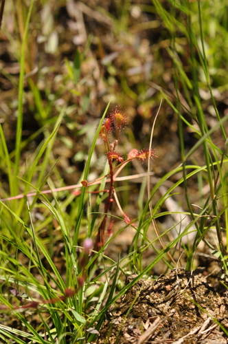 Image of Drosera madagascariensis by (c) Josip Skejo, some rights reserved (CC BY)