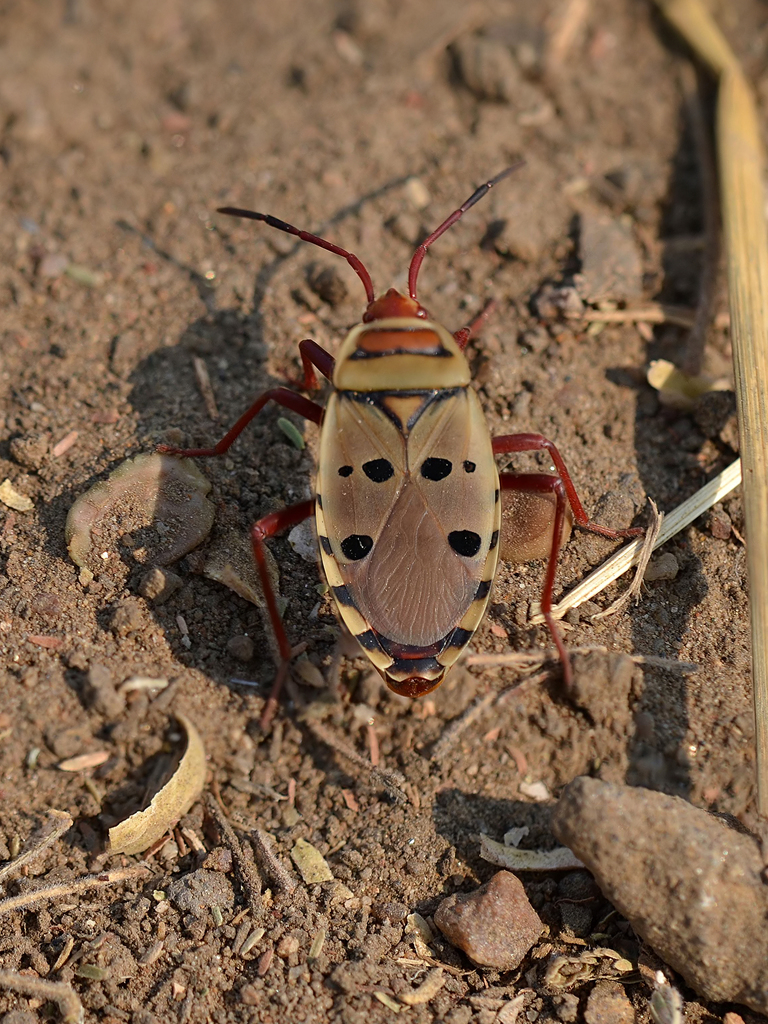 Sixspot Bug