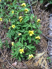Viola lobata