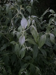 Pycnanthemum albescens