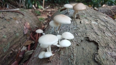 Roridomyces austrororidus