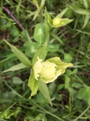 Castilleja septentrionalis
